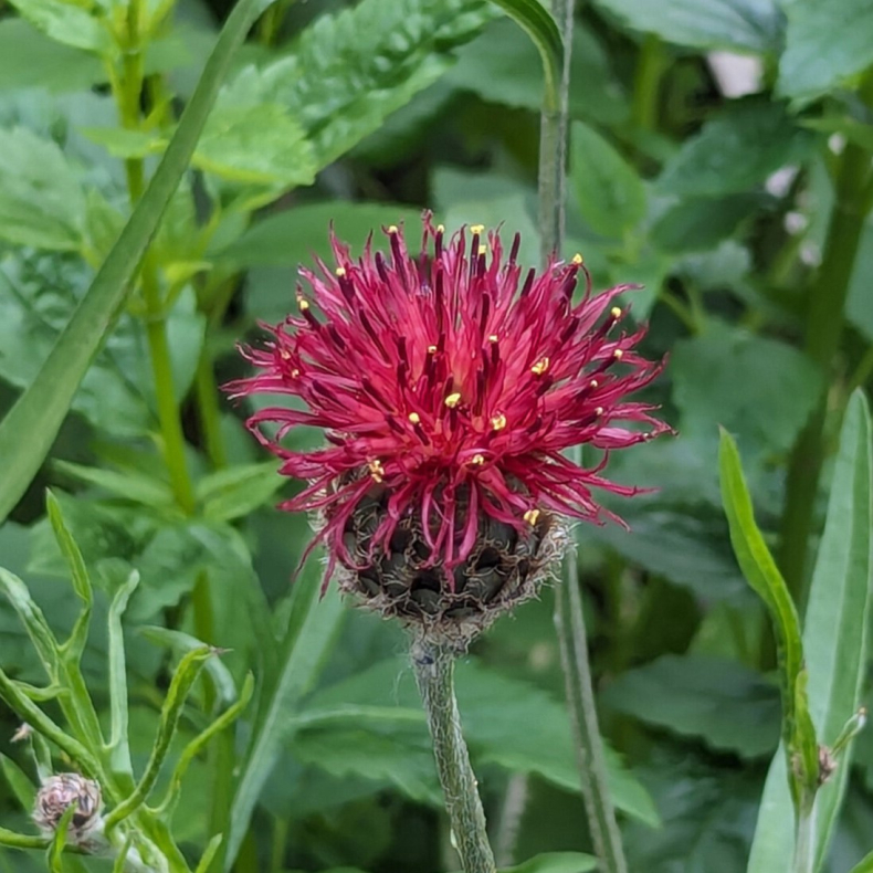 Centaurea atropurpurea - Knopurt