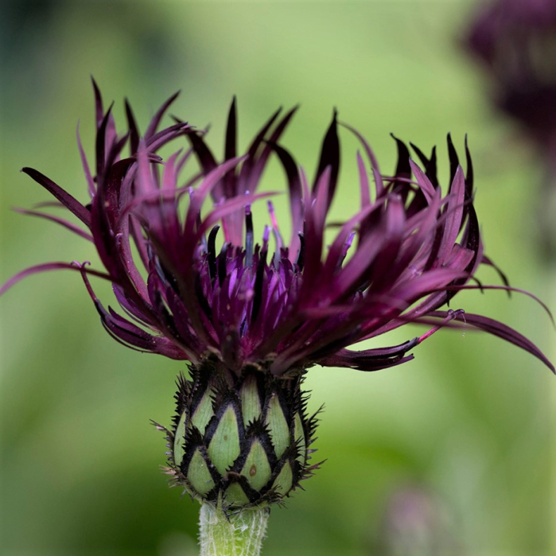 Centaurea montana Jordy - Knopurt