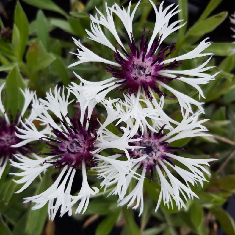 Centaurea montana Purple Heart  - Knopurt 1,5L