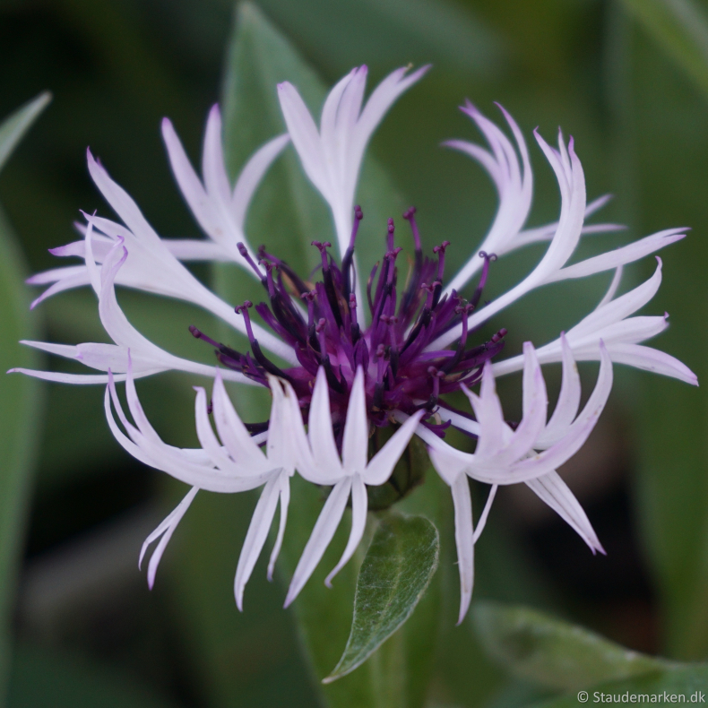 Centaurea montana Purple Heart  - Knopurt 1,5L