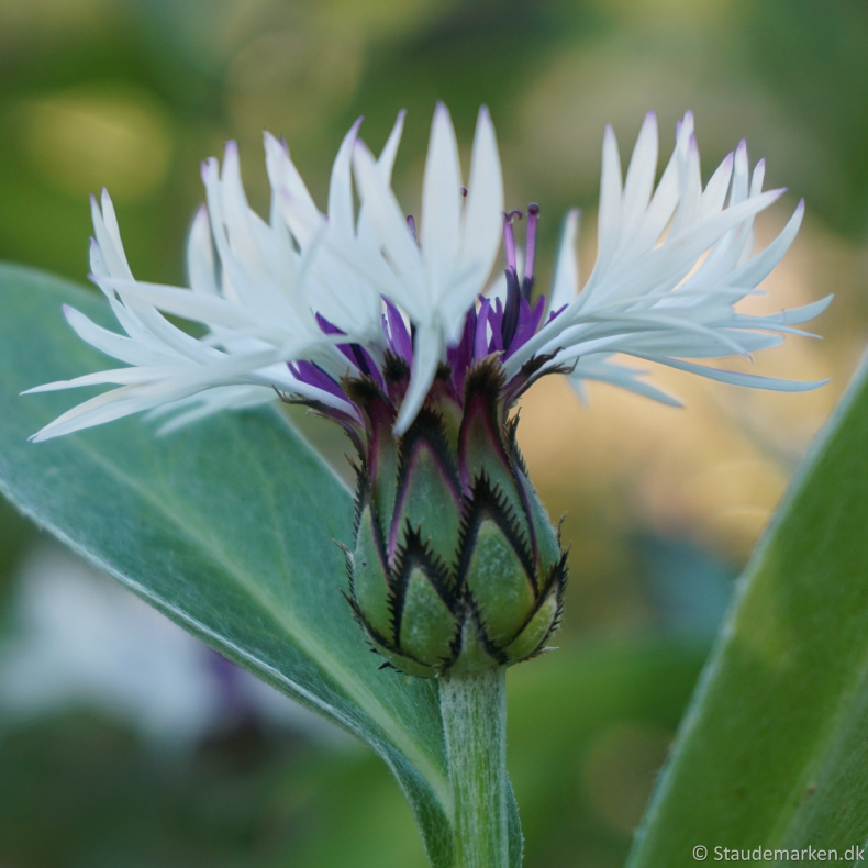 Centaurea montana Purple Heart  - Knopurt 1,5L