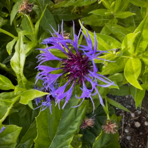 Centaurea montana Sky Jep  - Bjergknopurt