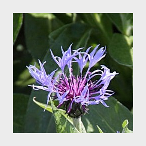 Centaurea montana Sky Jep  - Bjergknopurt