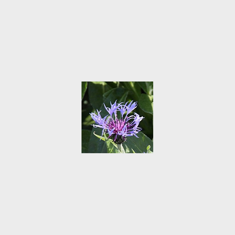 Centaurea montana Sky Jep  - Bjergknopurt