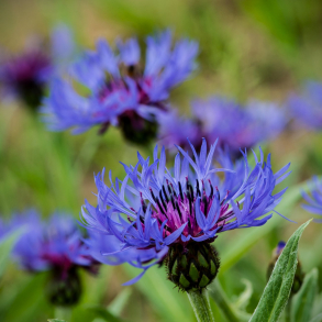 Centaurea montana  - Bjergknopurt