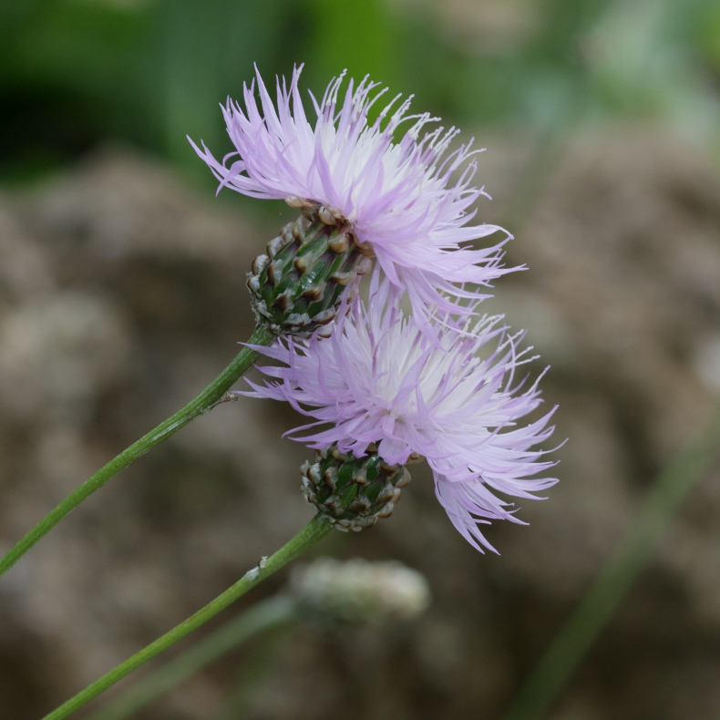 Centaurea simplicicaulis - Knopurt