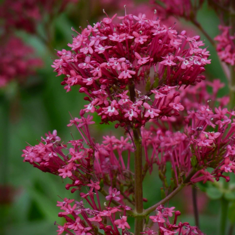 Centranthus ruber Coccineus - Sporebaldrian