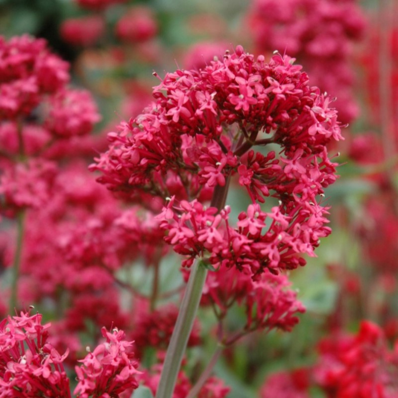 Centranthus ruber Coccineus - Sporebaldrian