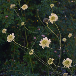 Cephalaria gigantea - K�mpe sk�lhoved