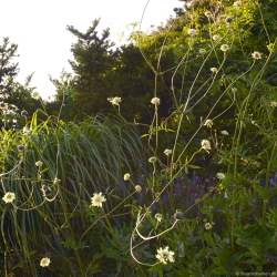 Cephalaria gigantea - K�mpe sk�lhoved