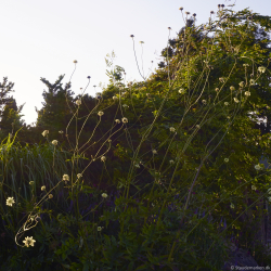 Cephalaria gigantea - K�mpe sk�lhoved