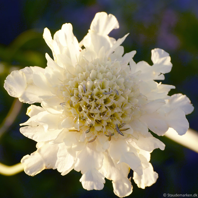 Cephalaria gigantea - K�mpe sk�lhoved