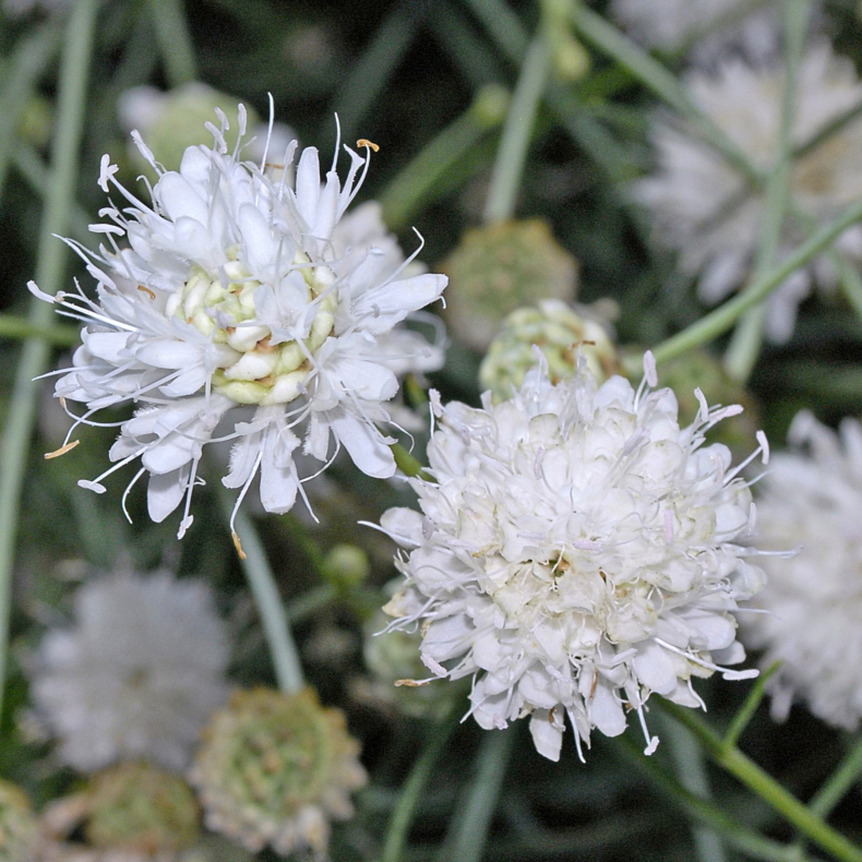 Cephalaria leucantha - Hvid sklhoved