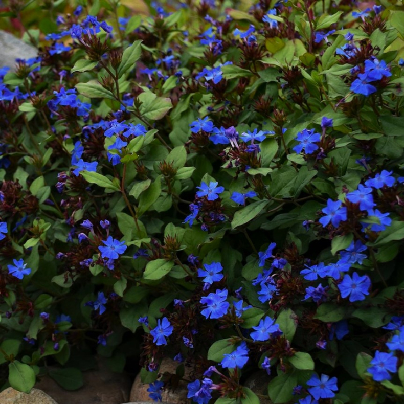 Ceratostigma plumbaginoides - Blyrod