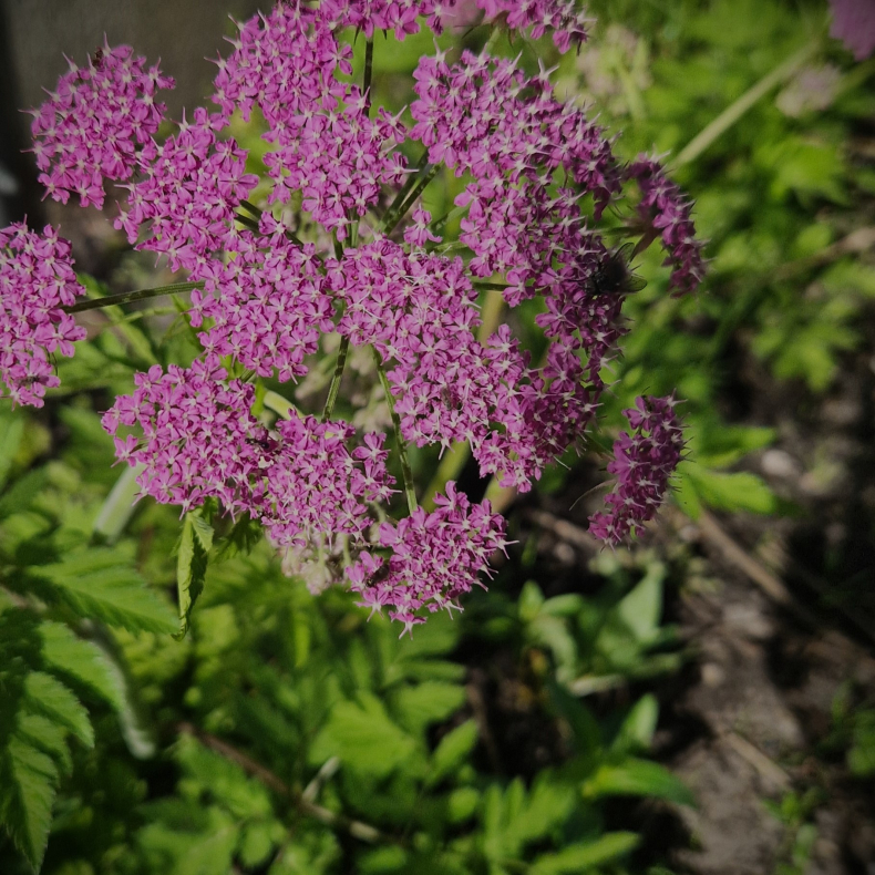 Chaerophyllum hirsutum Roseum  - Bjerg-hulsvb