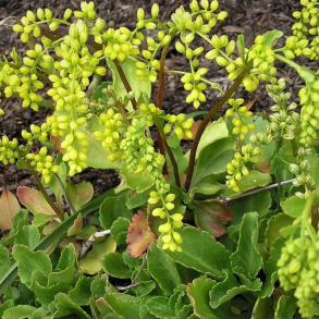 Chiastophyllum oppositifolium - Stenh�jsguldregn