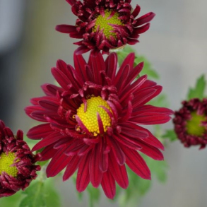 Chrysanthemum Armoricaine - Vinterasters
