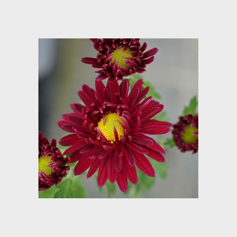 Chrysanthemum Armoricaine - Vinterasters
