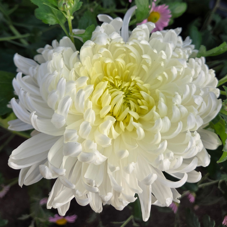 Chrysanthemum Bernhard Niemann - Vinterasters