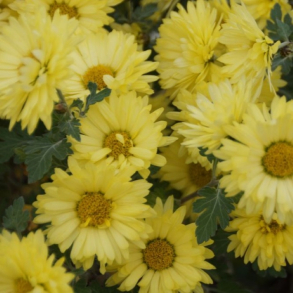 Chrysanthemum Beste Gelbe - Vinterasters