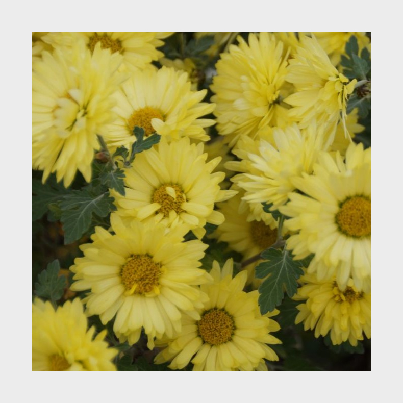 Chrysanthemum Beste Gelbe - Vinterasters