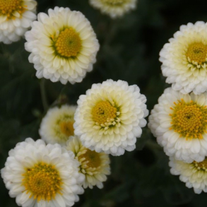 Chrysanthemum Camilla - Vinterasters