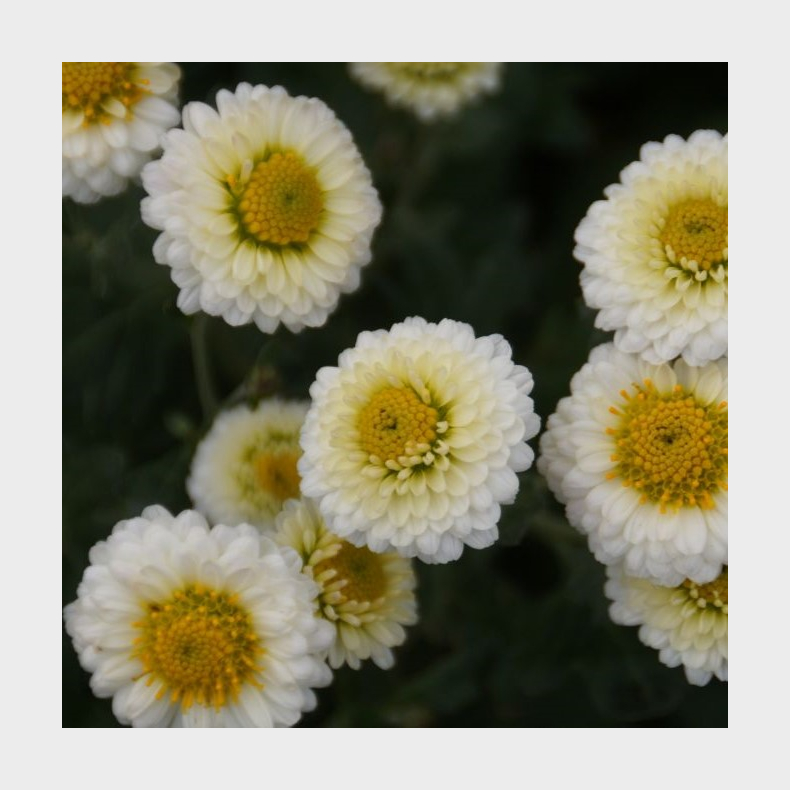 Chrysanthemum Camilla - Vinterasters