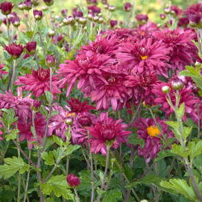 Chrysanthemum Cinderella - Vinterasters