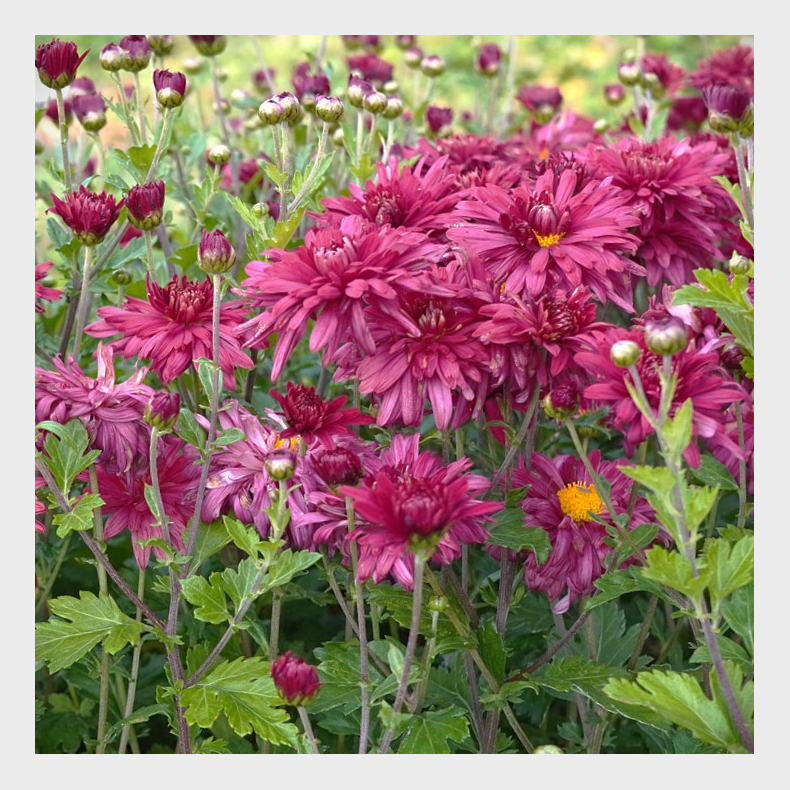 Chrysanthemum Cinderella - Vinterasters