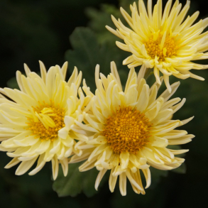 Chrysanthemum Darmstadt - Vinterasters