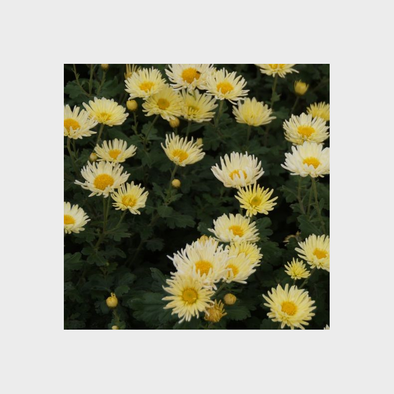 Chrysanthemum Darmstadt - Vinterasters