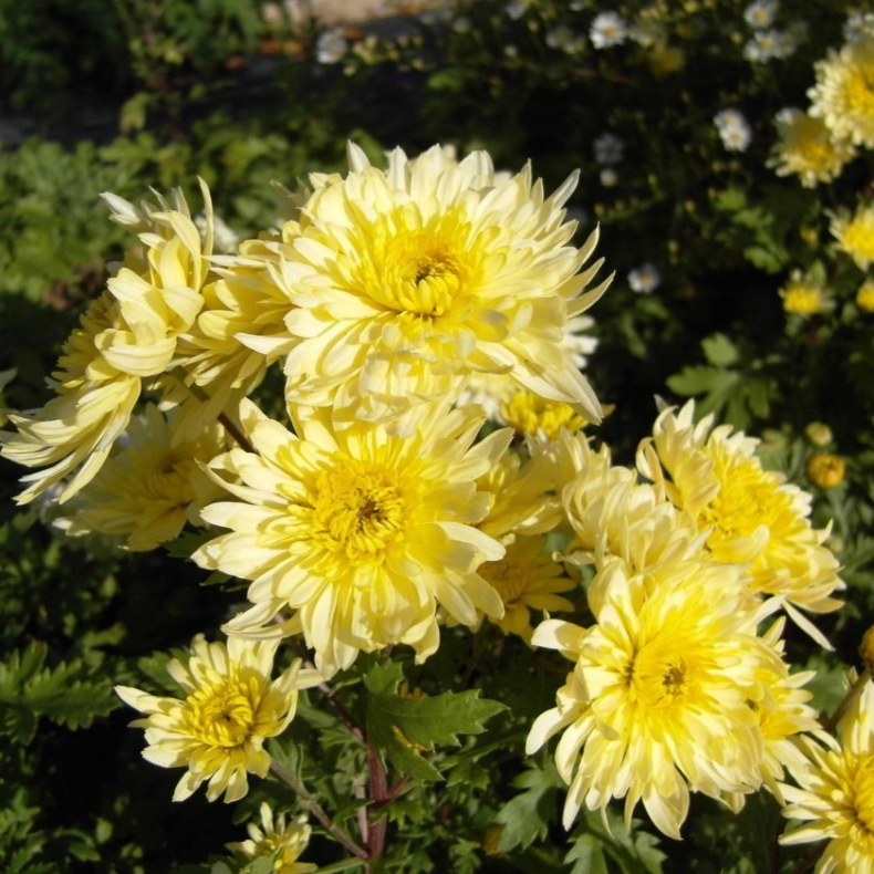 Chrysanthemum Erntekranz - Vinterasters