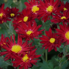 Chrysanthemum Eugens Bitterschokolade - Vinterasters