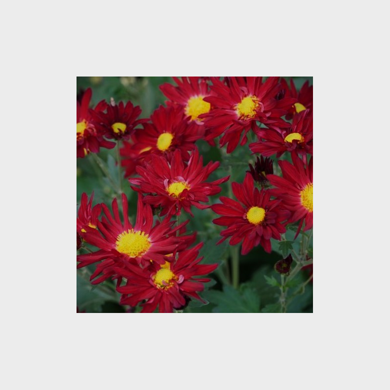 Chrysanthemum Eugens Bitterschokolade - Vinterasters