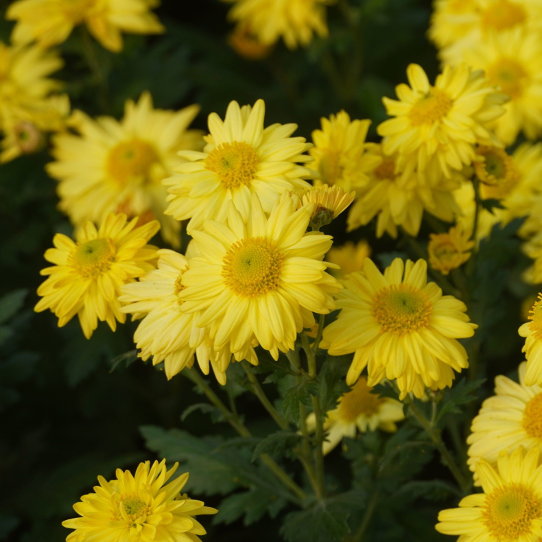 Chrysanthemum Goldmarianne - Vinterasters