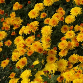 Chrysanthemum Gr�fenhausen - Vinterasters