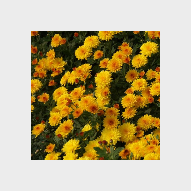 Chrysanthemum Gr�fenhausen - Vinterasters