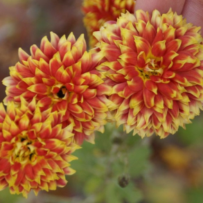 Chrysanthemum Granatapfel - Vinterasters