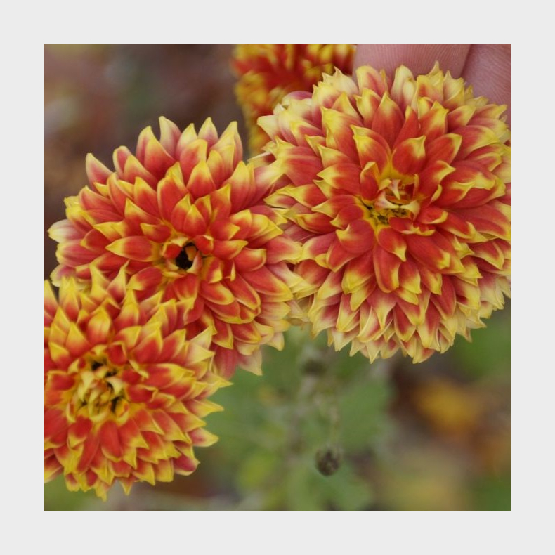 Chrysanthemum Granatapfel - Vinterasters