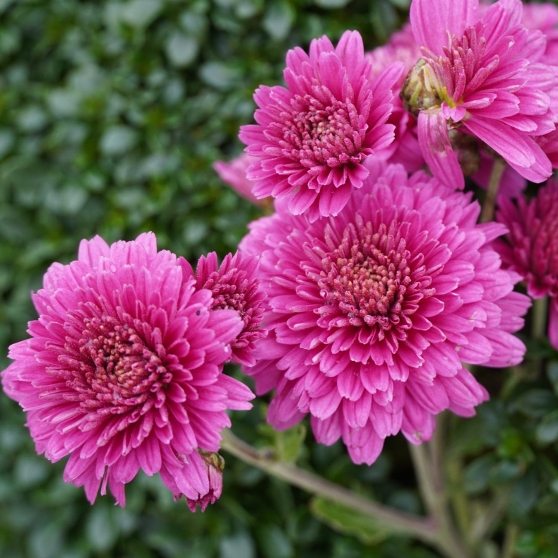 Chrysanthemum Hietzing - Vinterasters