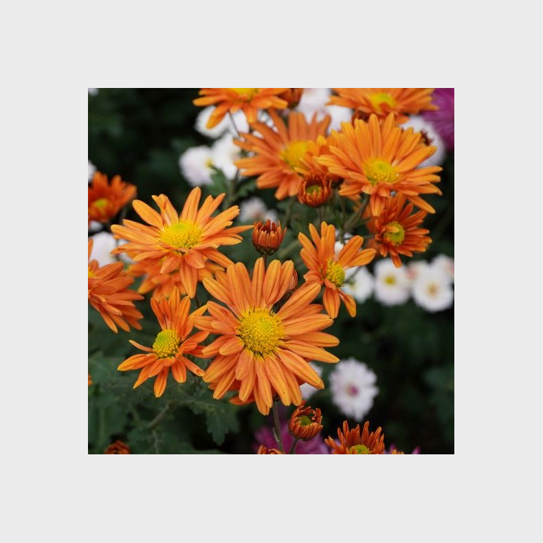 Chrysanthemum Irish Sophie Orange - Vinterasters