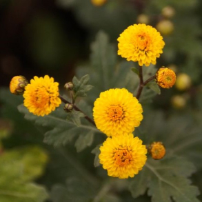 Chrysanthemum Karntna Bussalan - Vinterasters