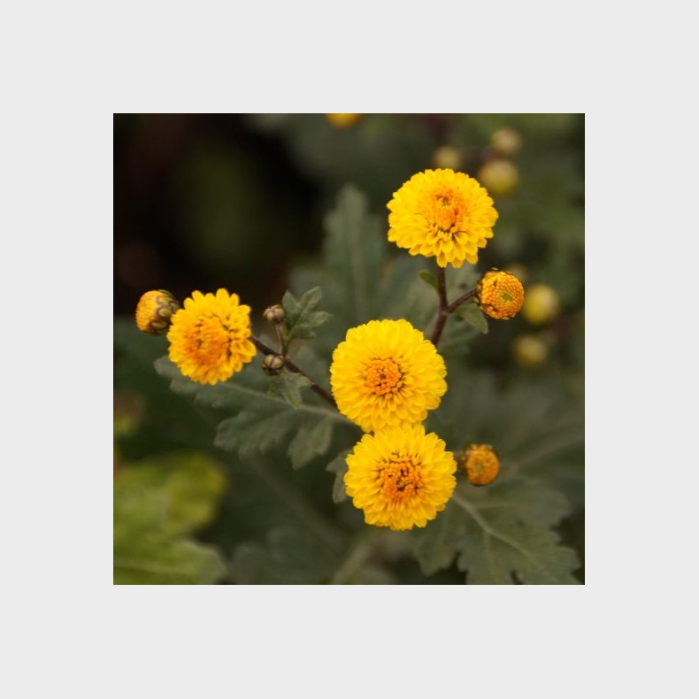 Chrysanthemum Karntna Bussalan - Vinterasters