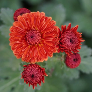 Chrysanthemum Lisa - Vinterasters