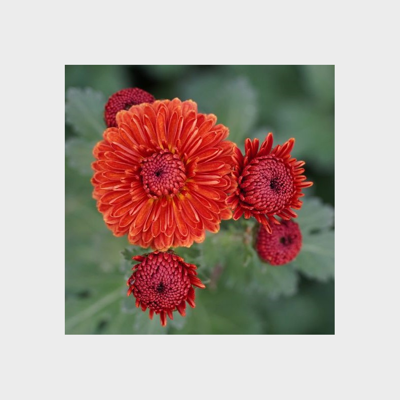 Chrysanthemum Lisa - Vinterasters