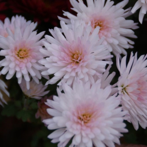 Chrysanthemum Nummer 21 - Vinterasters