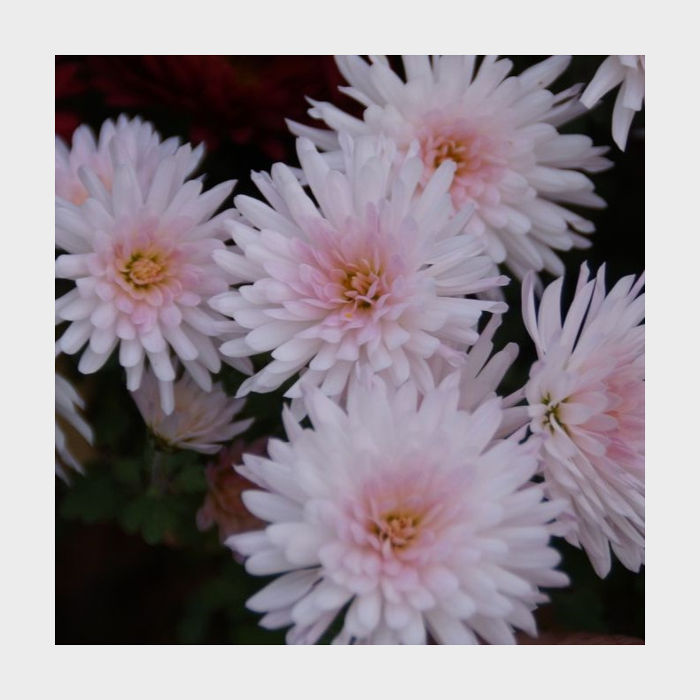 Chrysanthemum Nummer 21 - Vinterasters