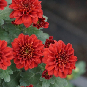 Chrysanthemum Rafia Rouge - Vinterasters