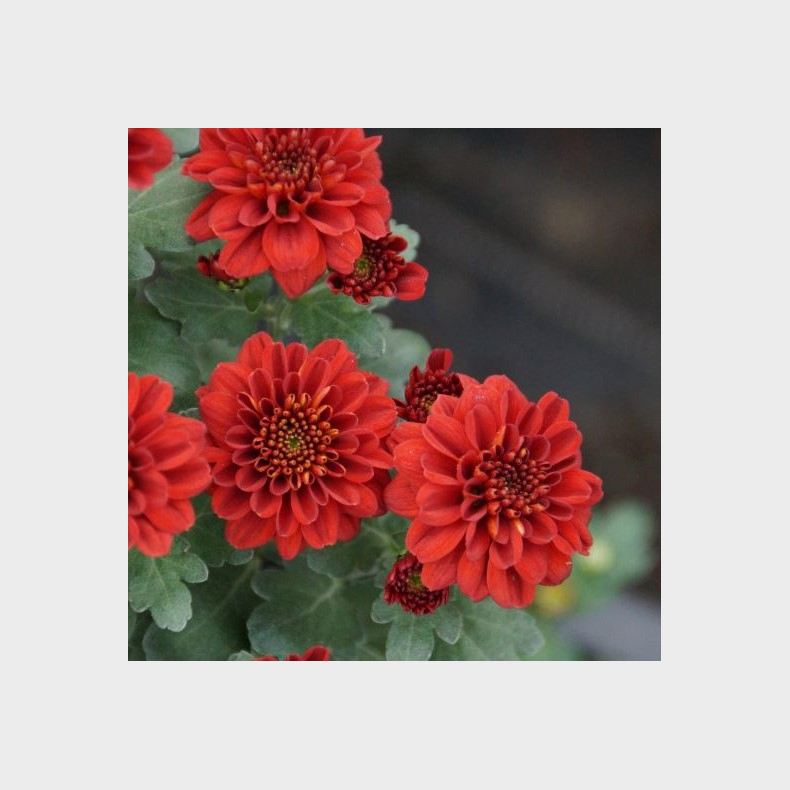 Chrysanthemum Rafia Rouge - Vinterasters