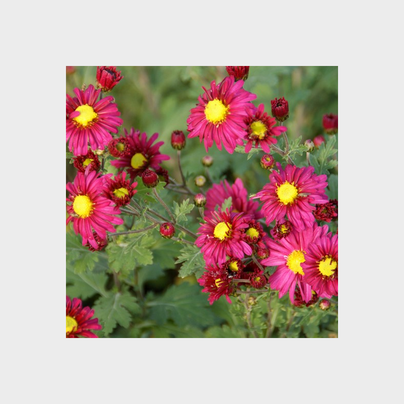 Chrysanthemum Roter Spray - Vinterasters